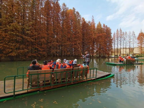 金湖水上森林入围中国体育旅游精品项目 来这儿赏红杉海洋